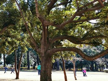 Trees in park