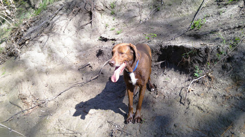 Dog on dirt at ten mile creek preserve