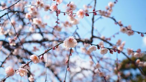 Low angle view of apple blossoms in spring