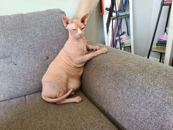 High angle view of sphynx hairless cat relaxing at home sitting up on the sofa