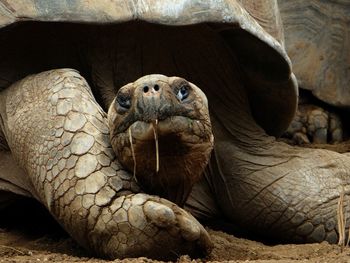 Close-up of tortoise