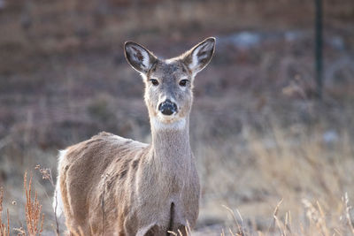 Wildlife.  deer in the foreground looking towards camera. close up. 