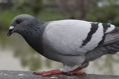 Close-up of pigeon perching on railing