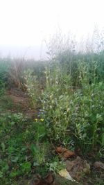 Plants growing on land against sky