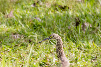 Close-up of a bird on field