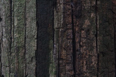 Full frame shot of pine trees in forest