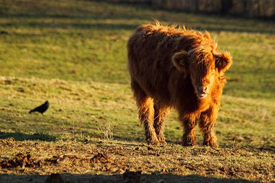 View of a cow on field