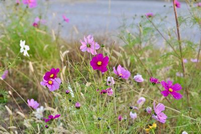 Close-up of pink cosmos flowers on field