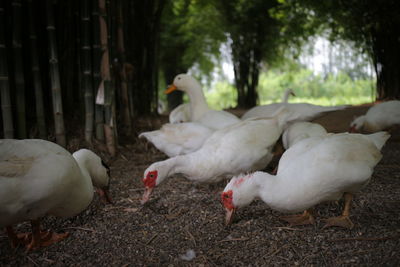 Birds in a field