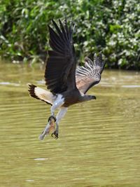 The fish eagle caught its lunch
