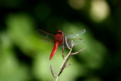 Close-up of insect on leaf