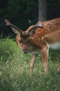 Deer standing on field