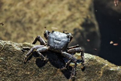 High angle view of insect on rock