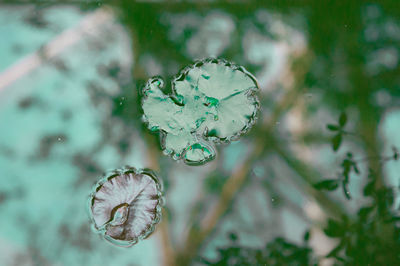 Close-up of wet flower blooming outdoors