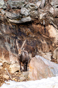 Ibex on rock