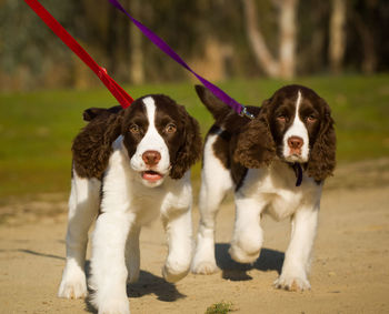 Portrait of dogs walking on field