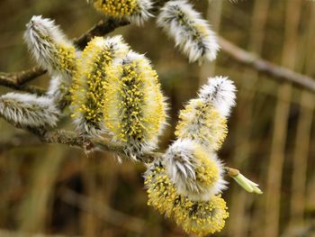 Close-up of yellow flowering plant