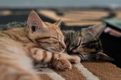 Close-up of cat sleeping