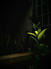 Plants growing in the dark