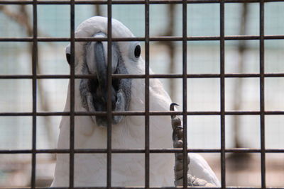 Close-up of an animal cage