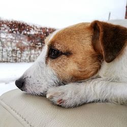 Close-up of a dog resting