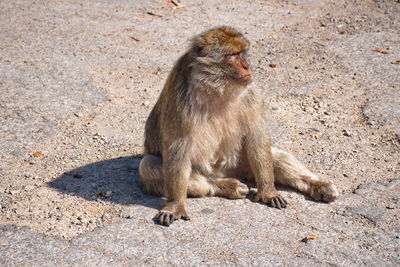 Macaque monkey waiting foe the food from tourists in morocco