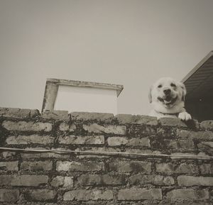 Low angle portrait of dog against clear sky