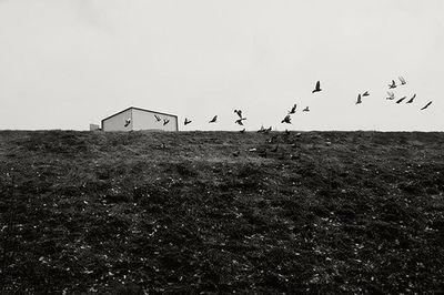 Birds on grassy field