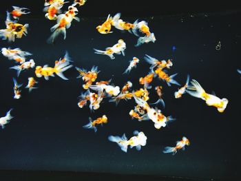 Close-up of fish swimming in water