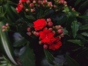 Close-up of red flowers blooming outdoors