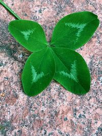 High angle view of green leaf