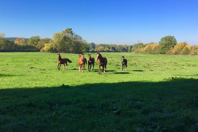 Horses grazing in field. blue sky