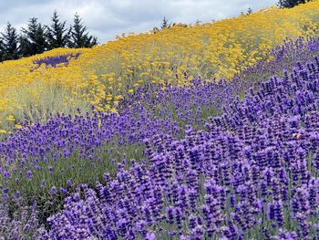 Close-up of yellow flowering plants on field