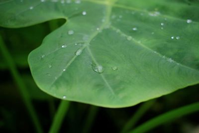 Close-up of raindrops on leaves