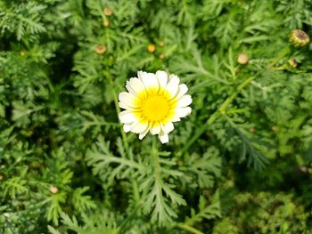 Close-up of white and yellow flowering plants