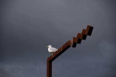 Low angle view of seagull perching on wood against sky