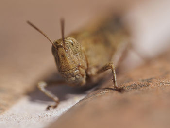 Close-up of insect