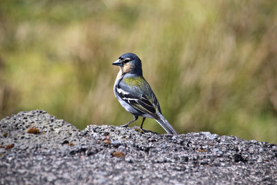 Close-up side view of a bird against blurred background