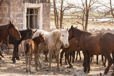 Horses standing in field