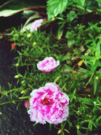 Close-up of pink flowers blooming outdoors