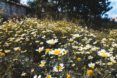 Close-up of yellow flowering plants