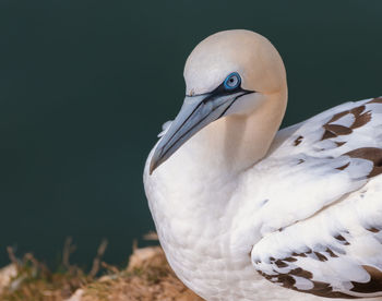 Close-up of bird