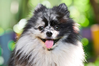 Pomeranian spitz dog close up portrait, green garden background. cute pomeranian puppy on walk