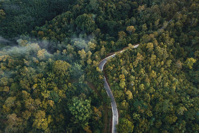 High angle view of road amidst trees in forest