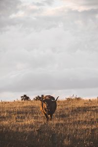 View of a horse on field