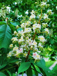 Close-up of flowering plant