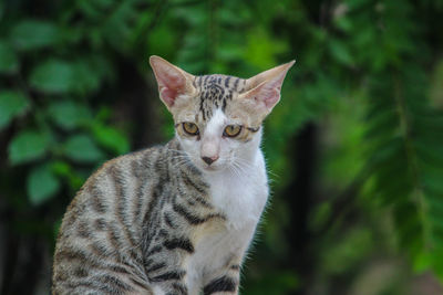 Close-up portrait of tabby cat against plants