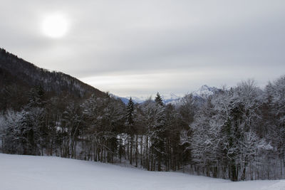 Trees on snow covered landscape against sky