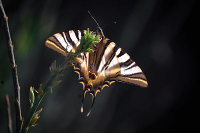 Close-up of butterfly on flower