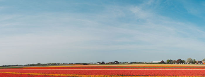 Flowerbed on field against sky